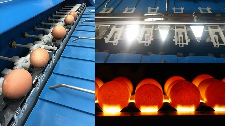 Egg Grader Machine Egg Grader Machine